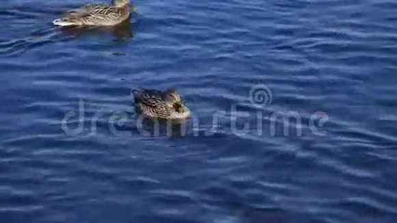 早晨在池塘边游泳的棕鸭鸟一只视频的预览图
