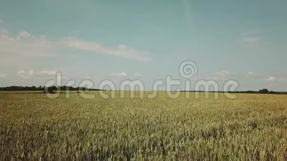 麦田鸟瞰图黄耳麦随风摇摆收获小麦在田间生长视频的预览图