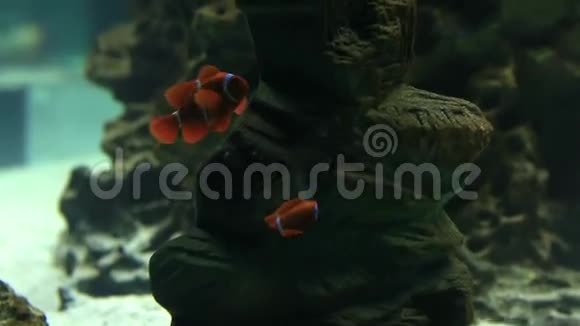 小丑鱼或海葵视频的预览图