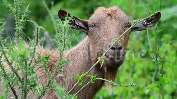 没有角的棕色山羊在大自然中吃草视频的预览图