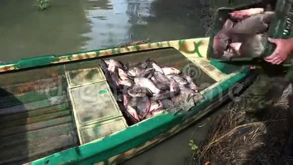 渔民在船上装载新鲜鱼视频的预览图