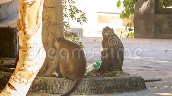 猴子坐在树下在城里吃饭视频的预览图