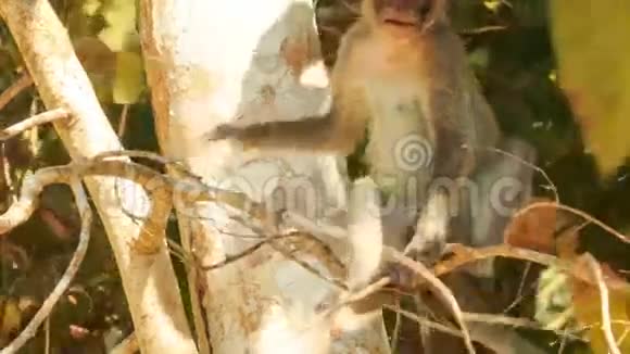 公园小木棍小木棍里的特写猴子视频的预览图