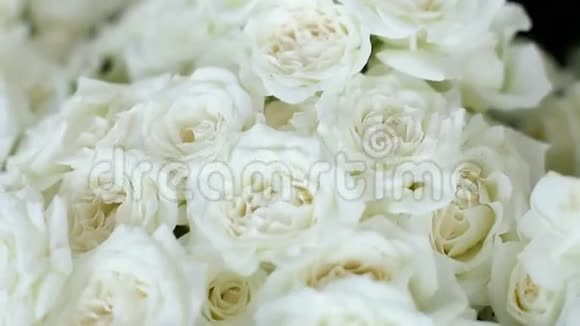 很多白玫瑰放在花盆里视频的预览图