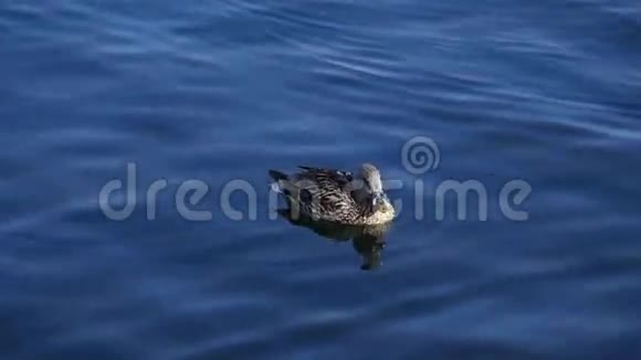 孤鸭浮在河上野鸭在蓝水里游泳鸟一只视频的预览图