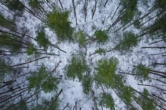 冬季森林树木上方的鸟瞰图视频的预览图