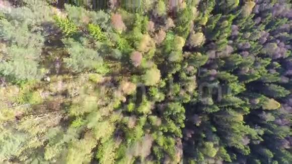 在大型云杉林上空高飞并配有摄像头视频的预览图