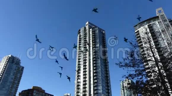 鸽子成群结队地在高层建筑中飞翔视频的预览图