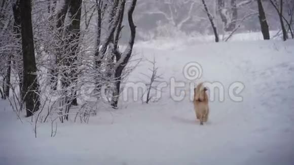 狗在冬天的森林里沿着小径奔跑慢动作视频的预览图