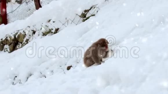 日本猕猴或猴子在雪地里寻找食物视频的预览图