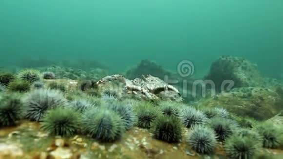 金蟹和海胆在堪察加海底水下视频的预览图