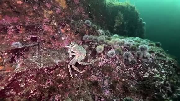 金蟹和海胆在堪察加海底水下视频的预览图