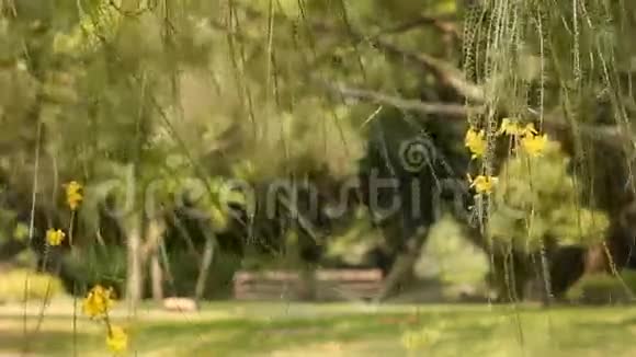 耶路撒冷荆棘树黄色花朵公共公园背景有长凳视频的预览图