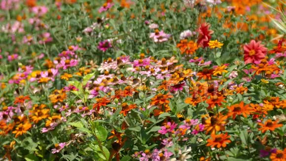 家庭花园后院的各种多色葵雏菊视频的预览图
