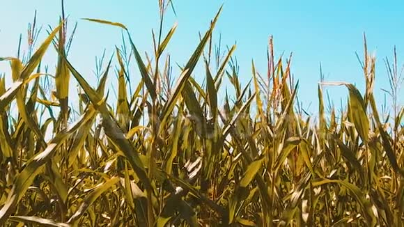 黄有机玉米地干熟玉米的农业农业生活方式视频的预览图