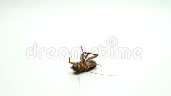 蟑螂麻花喷洒杀虫剂躺在白色背景上视频的预览图