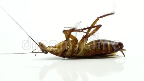 蟑螂麻花喷洒杀虫剂躺在白色背景上视频的预览图