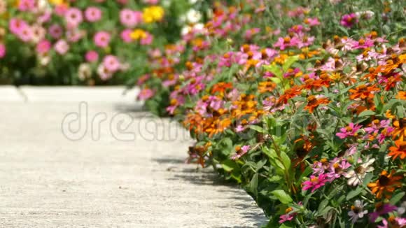家庭花园后院的各种多色葵雏菊视频的预览图