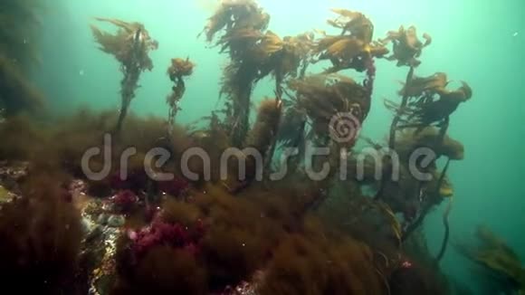 巴伦支海海底棘皮动物海胆视频的预览图