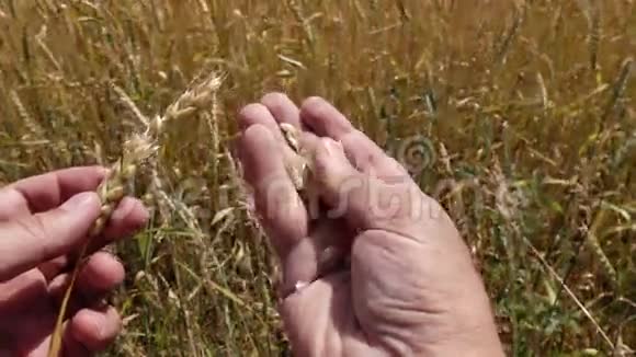 人的手剥去一穗金黄的麦子视频的预览图
