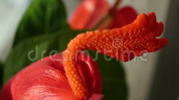 美丽的红花花宏视频的预览图