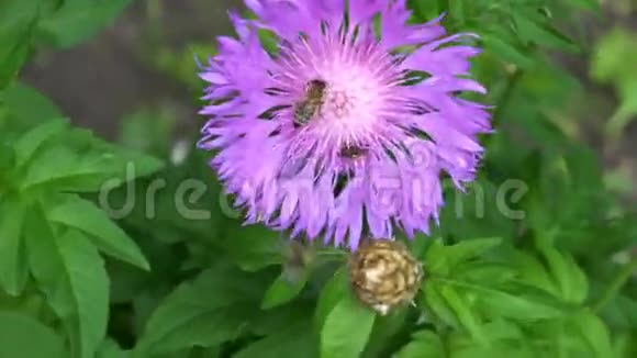 小虫子坐在紫色的花朵上视频的预览图