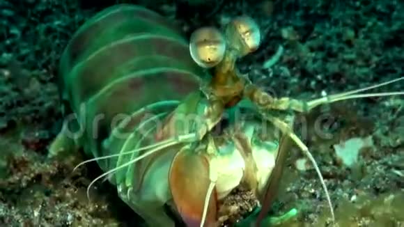 螳螂虾伦贝海峡印度尼西亚视频的预览图