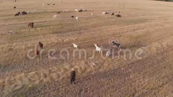 日落时在草地上放牧的一大群牲畜空中观景视频的预览图