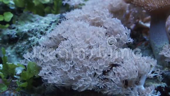 水族馆里的海洋珊瑚视频的预览图