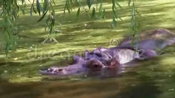 河马在水里视频的预览图