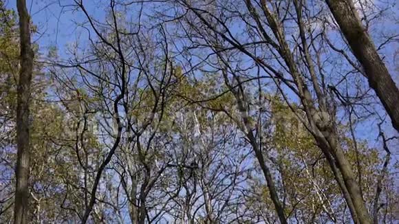 森林里的风春天从地面看树梢视频的预览图