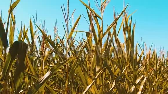 黄有机玉米地干熟玉米的农业概念玉米收获生活方式自然生活方式视频的预览图