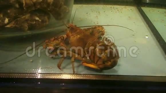 水族馆里的小龙虾视频的预览图