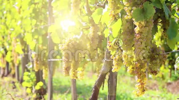 葡萄园在阳光明媚的秋天收获全高清视频视频的预览图