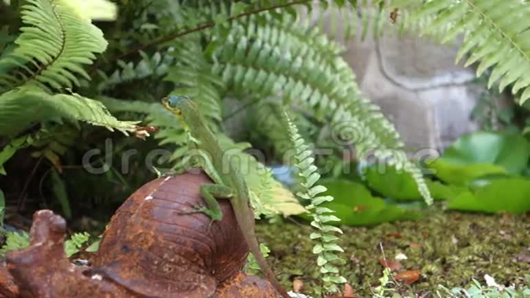 一只蜥蜴在热带的鱼塘旁边摆姿势视频的预览图