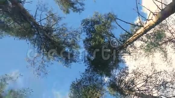 松树密林中的垂直透视视频的预览图