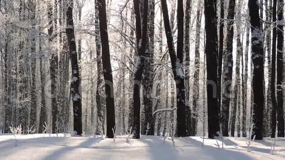 冬天的大雪那个女孩走在森林里视频的预览图