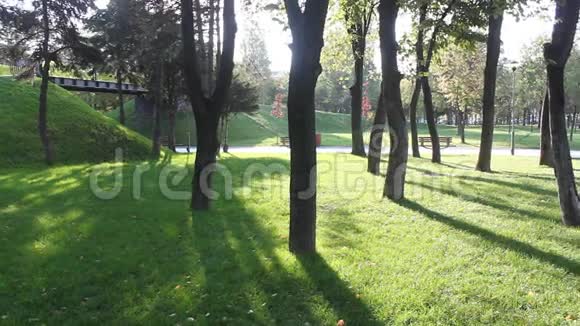 草上遮荫的树视频的预览图