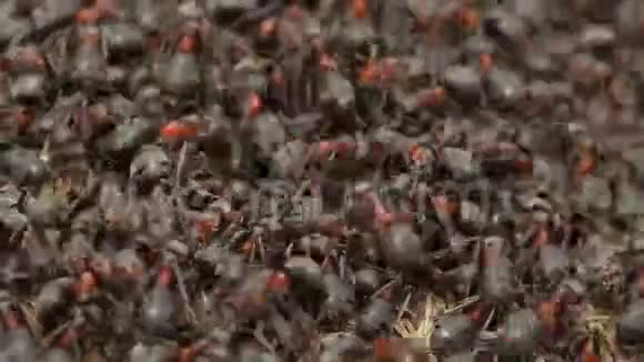 红木蚁在巢上活动春天里有红木蚁的花盘视频的预览图