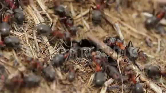 红木蚁在巢上活动春天里有红木蚁的花盘视频的预览图
