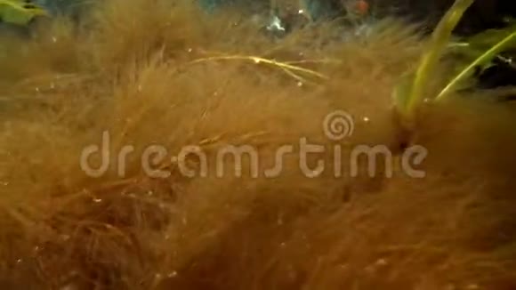 巴伦支海海底海藻背景下的棘皮动物海胆视频的预览图