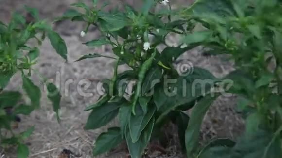 家庭花园里的胡椒植物视频的预览图