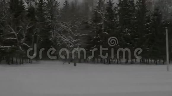 从火车上观看冬季公园视频的预览图