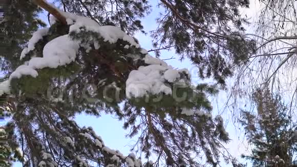一棵年轻松树的景色部分树干和树枝被雪覆盖外面天气好蓝天视频的预览图