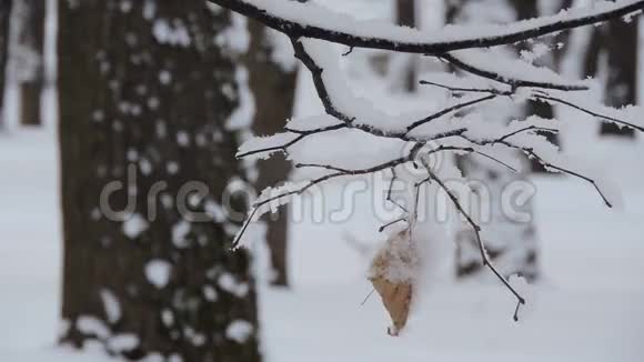 美丽的冬季景观白雪覆盖的树木树叶在风中摆动视频的预览图