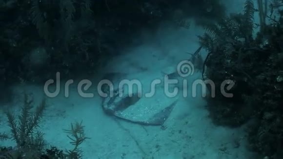 加勒比海沙底上的星盘视频的预览图
