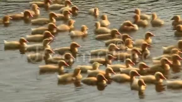 小鸭子在湖里游泳视频的预览图