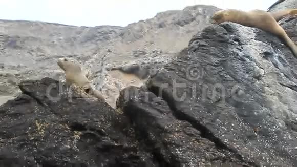 岩石上的海豹视频的预览图