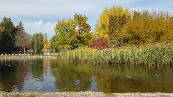 秋天的城市公园在秋天停下来鸭子在池塘里游泳视频的预览图