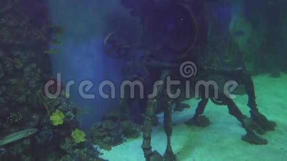 海洋水族馆装饰用水下浴帽视频的预览图